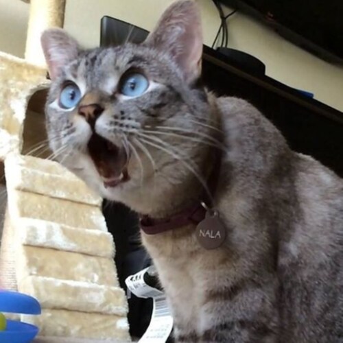 Nazi Söhne und Töchter in den Knast schicken, und EUROPA entnazifizieren.
Simon Wiesenthal Center