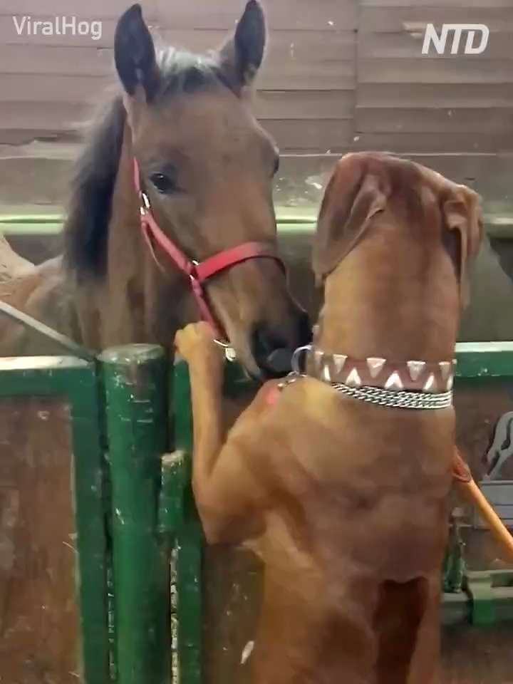 Big Dog, Small Horse, Best Friends

👉 Follow @EpochBright for more interesting content everyday!

C...