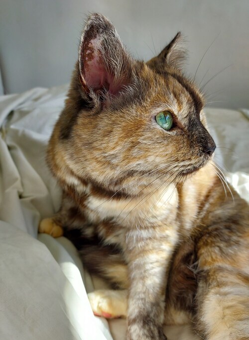 Apologies for not being around here very much; I've dialled back my social media use everywhere beca...