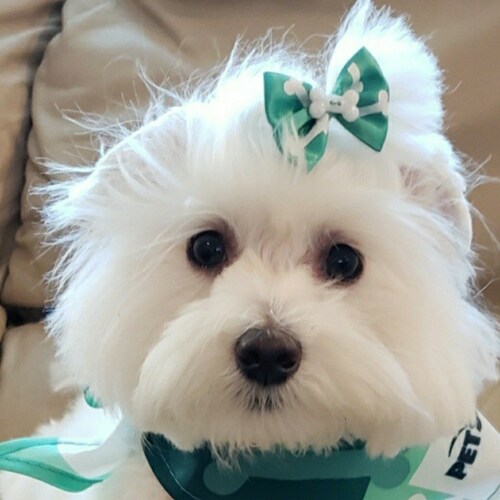 1st and 2nd Amendments are 1st and 2nd for a reason!!!🇺🇲🇺🇲