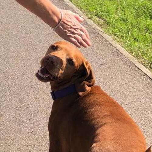 lonely voice in london