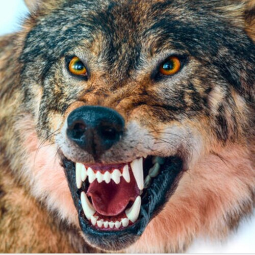 Husband, Father, Marine Vet, love the Lord, FJBLGB