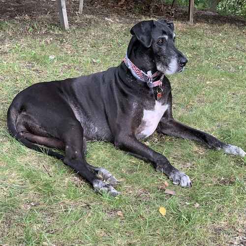 Trump IS back...🇺🇸. God bless and Save America! 🙏🏻❤️🇺🇸   #wwg1wga #ultramaga #Justice4J6