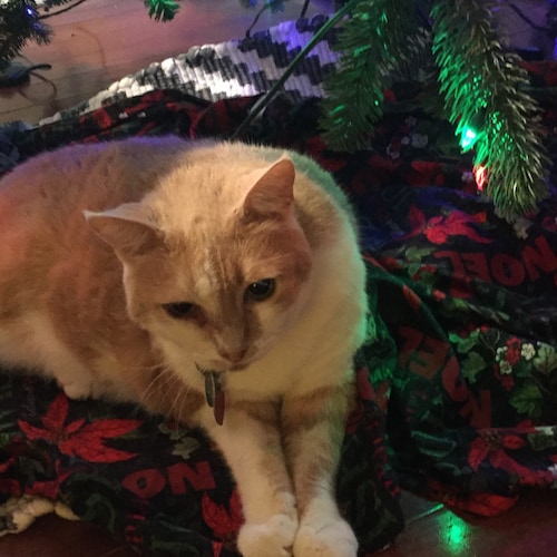 Visit WolfmanJackson1's profile on GETTR. View their posts, photos, videos, and connect with them on the social platform.