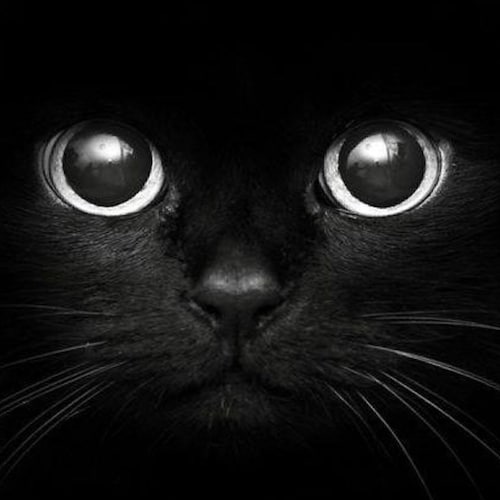 Proud American 🇺🇸 Proud Christian ✝️ Proud Marine 🇺🇸 We need President Trump back to save our country. God Guns Coun...