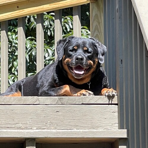 Love Blues, Cardinals, and Mizzou. Dad, husband, papa, uncle…A proud US Citizen