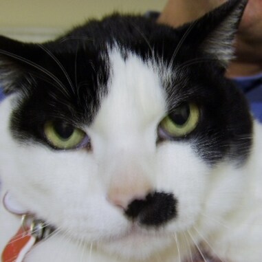 Japanese for DeSantis2024 & Trump, Legal Immigrant(in US 23+yrs) #MAGA  Patriot, Independent, Conservative, handicraft, ...