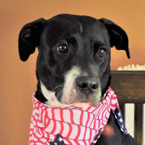 President Donald J Trump

“First Joe Biden surrendered to COVID and it has come roaring back. Then h...