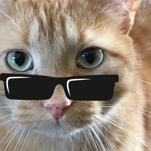 Love my city, state and my country. America First. Donald J Trump is my President.