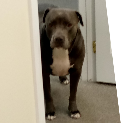 Scranton PA native, Irishman from Green Ridge