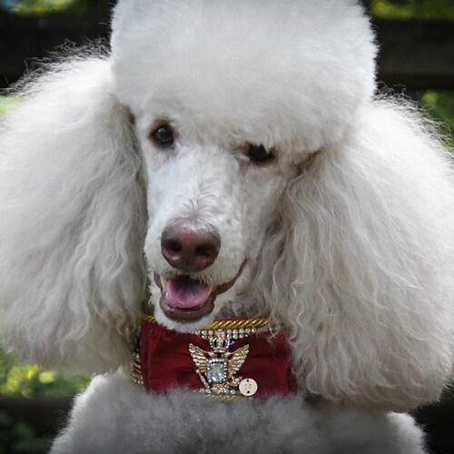 Focused on the invasion at our southern border and securing our elections.  Biden was installed, like a toilet.  Everyon...