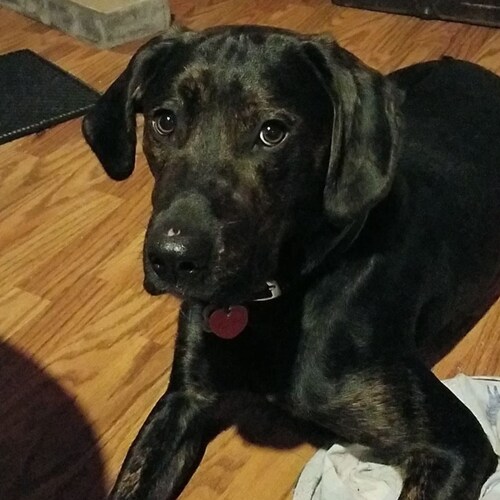 God fearing Wife,Mother,Homesteader,Patriot,Cook,Baker,Gardener,Chicken Mama. NCSWIC