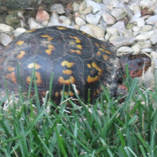 62 year old, white, male, independent, opinionated, and loving father of one.....