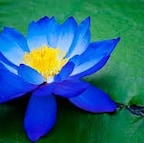 lilyblue