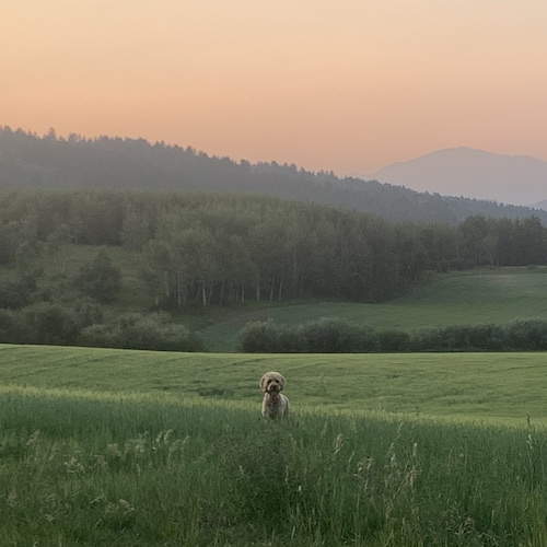 Visit Lucygoose's profile on GETTR. View their posts, photos, videos, and connect with them on the social platform.