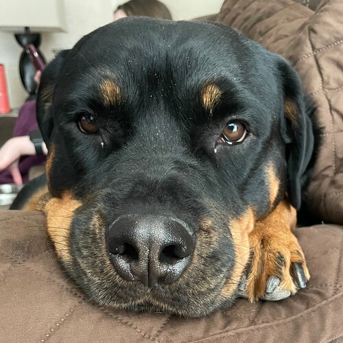 “Ashamed to be American? Okay that’s cool, cause honestly, we are all ashamed of you too.”

Let’s go Brandon 🇺🇸 👏👏  ...