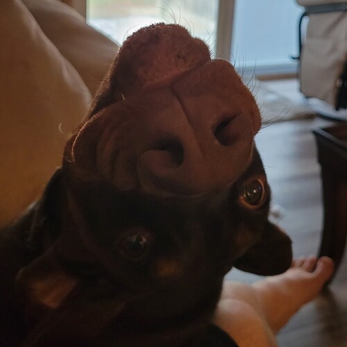 Canceled for a living.