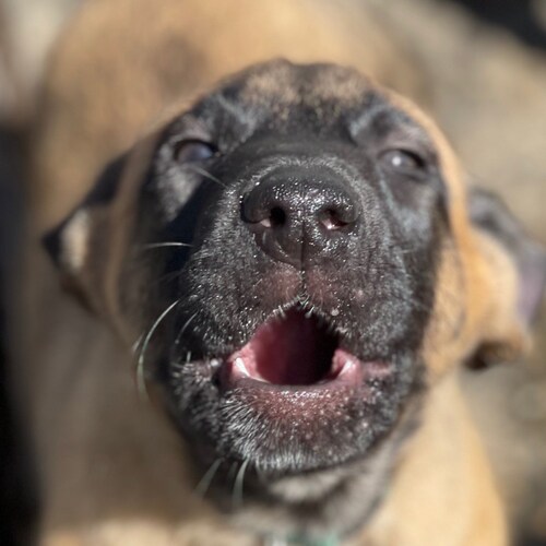 into dogs, training and  breeding Belgium malinios