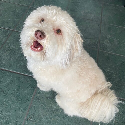 Attorney, dog lover, crypto enthusiast, conservative, gamer