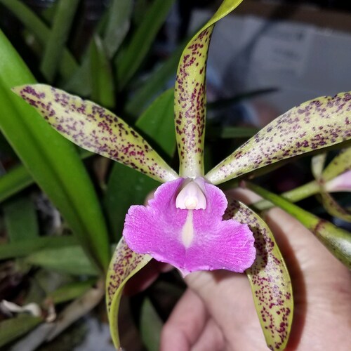 Christian, Conservative, Proud American and Orchid lover