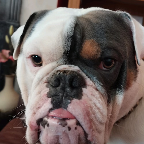 6ts dj freedom lover, devoted husband and father and olde English bulldog companion