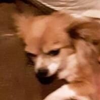 Visually impaired
Trump supporter
I listen to audiobooks and I wish more conservative authors would have their stuff int...