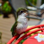HumBird