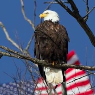 Retired Tugboat Captain