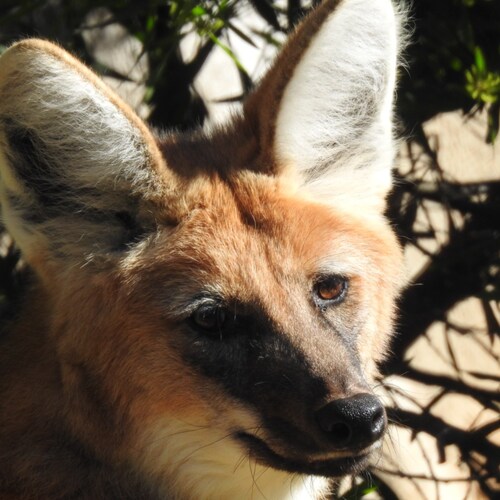 US Army Veteran (Somalia), Professional Driver and Loving Husband