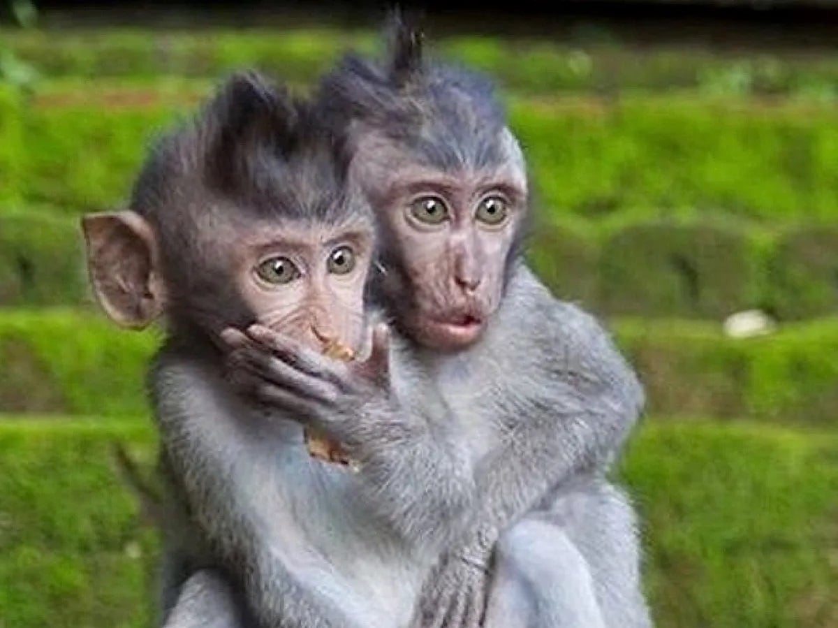 That COVID and monkeypox are the smartest viruses EVER. How did they know how to time themselves per...
