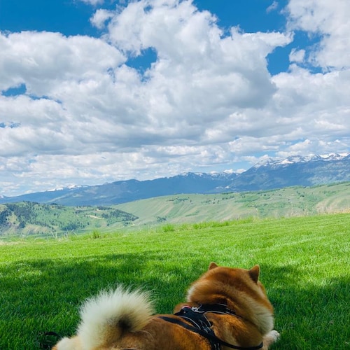 诚实，无私，勇敢，善良