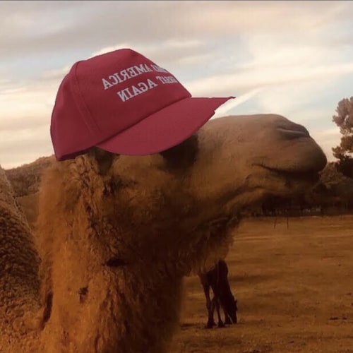 Deep in the Jungles of Pasadena lives the famed Trump Camel whom awaits his master to return again.  Trump2024