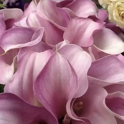 Stand with Hong Kong. Fight for Freedom