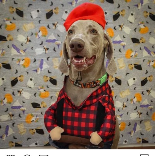 Loving the Lord, veteran, real science, over educated under stimulated, LowCarb