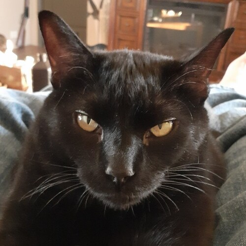 US Navy vet, oif combat trucker, oilfield trucker, currently sitting in my recliner on disability