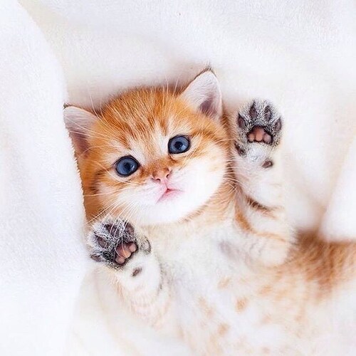 Visit ivy001's profile on GETTR. View their posts, photos, videos, and connect with them on the social platform.