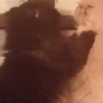 army vet- MAGA.
Florida via NY
Trump/ DeSantis