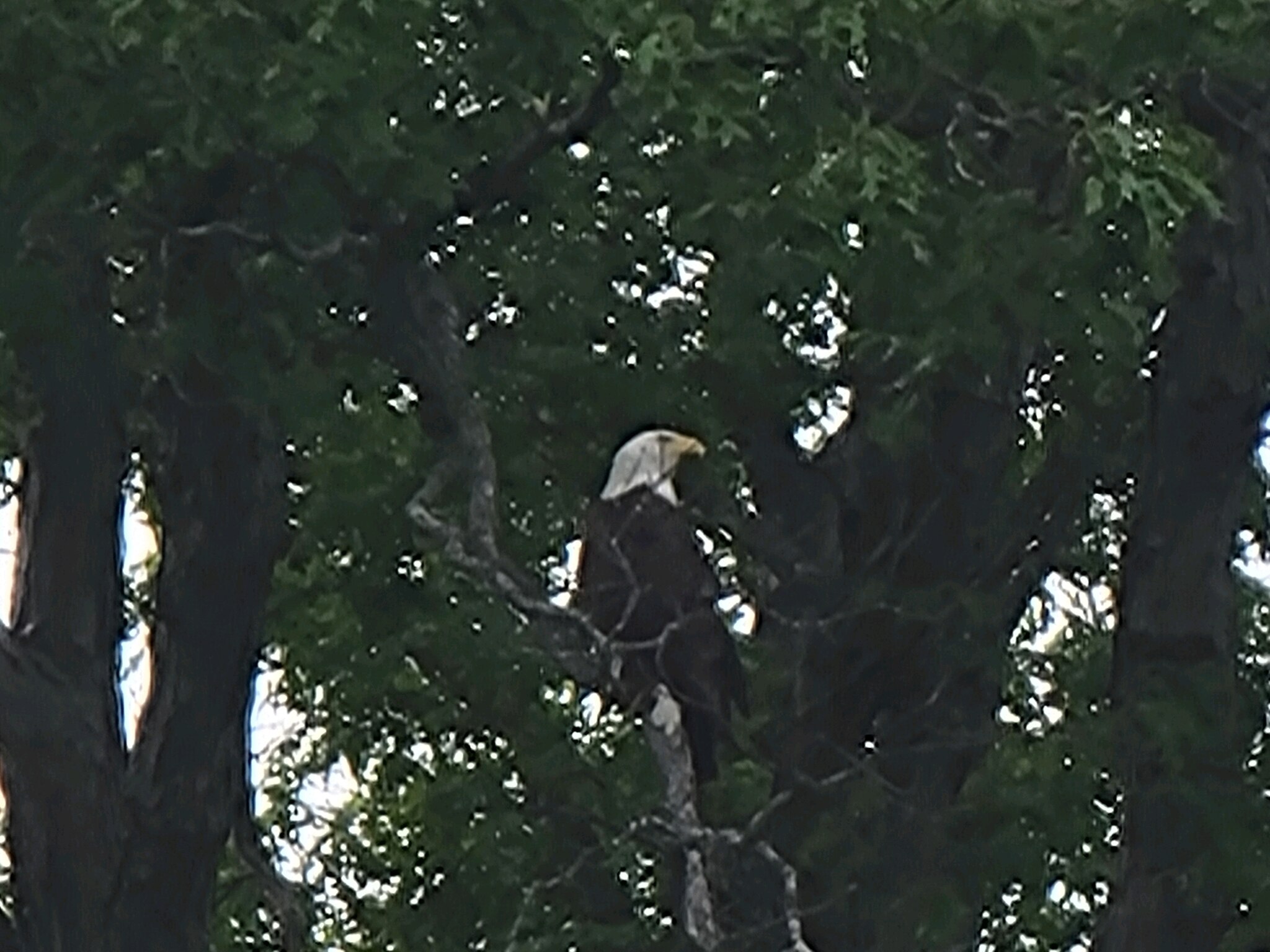 America's bird! #merica #usa #usafirst #america #eagle #pond 