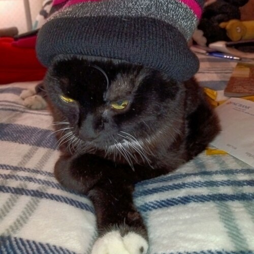 I'm a manx in charge of my hooman mom. 😸 She's a Desert Storm veteran. Go Navy!