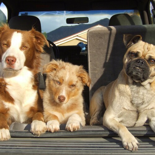 Light Worker, Reiki Master, Healer