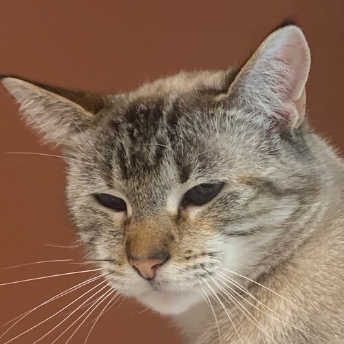 Just some anarchist or w/e