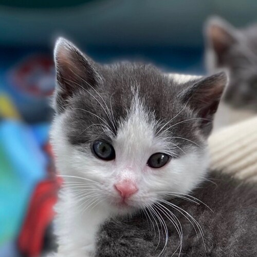 looking for the trees of green🌳,red roses too 🌹

freedom🇺🇸 | against mandates💉
mama bear 🐻
we are all human❤️