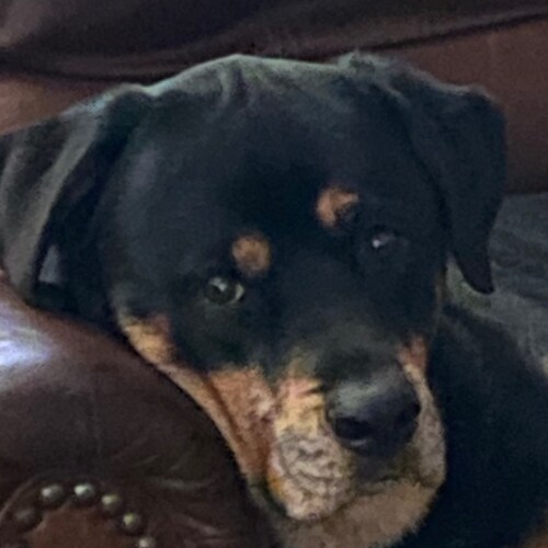 God Fearing 🙏 MAGA🇺🇸 America First 🇺🇸 Disabled Army Vet🇺🇸  Father Granfather Anti-Tyranny 🇺🇸                  �...