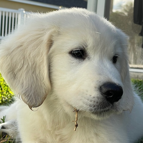 Florida MAGA mom! Buy AMERICAN 🇺🇸. Eliminate CRT/DEI. Teach your kids our True History.Get off the couch and get invol...