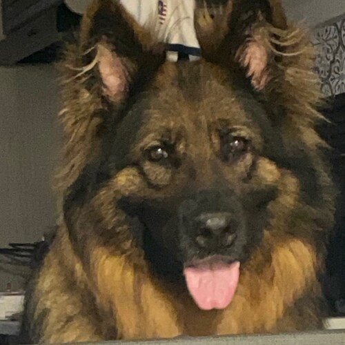 Army veteran,100%female,pediatric nurse, veterinarian student, animal rescue