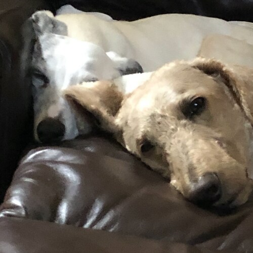 America First Conservative