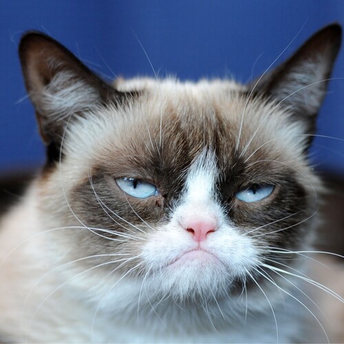 Climate denying deplorable freedom loving man of the Constitutional Republic of America. Pronouns: El Magnifico / Your H...