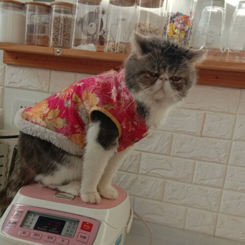不自由，毋宁死！！！自由之花永远绽放！！！！！！！