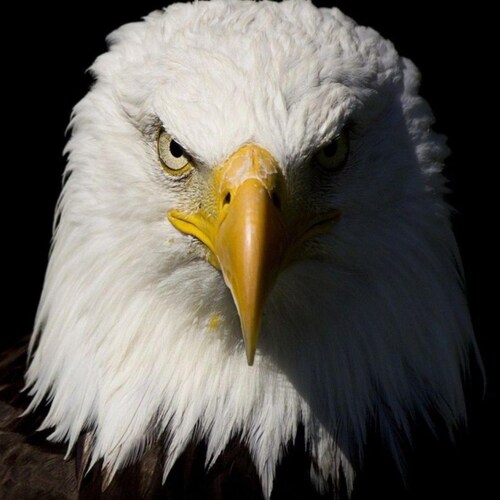 https://t.me/HoosierPatriotsChannel https://t.me/HoosierPatriots https://gab.com/HoosierPatriots