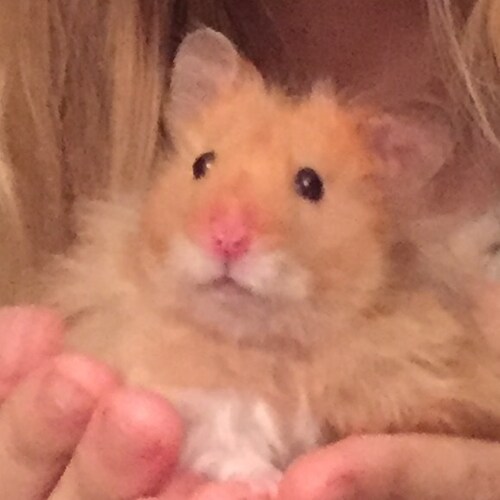 libertarian, mom, grandma, veteran, MAGA